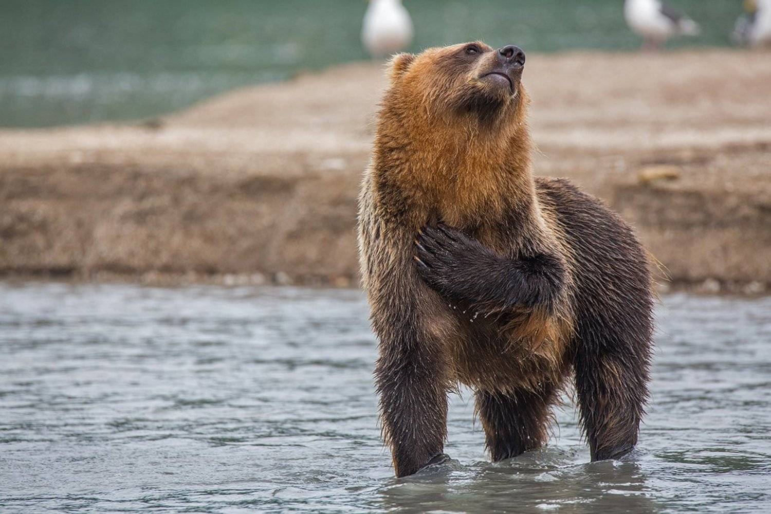 камчатка, медведь, курильское, озеро, природа, животные, путешествие, фототур,, Денис Будьков