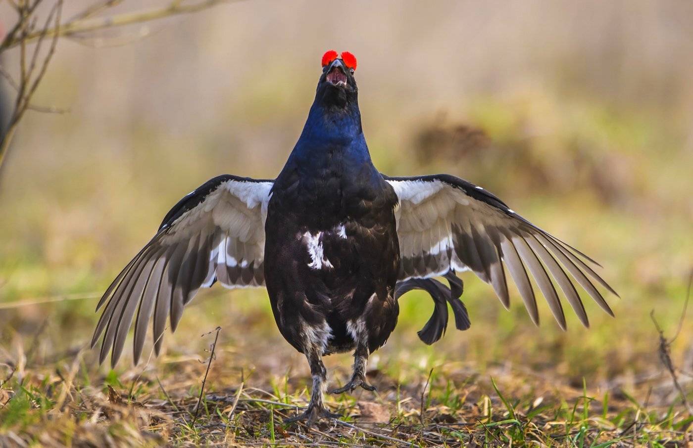с песней, Александр Маркелов