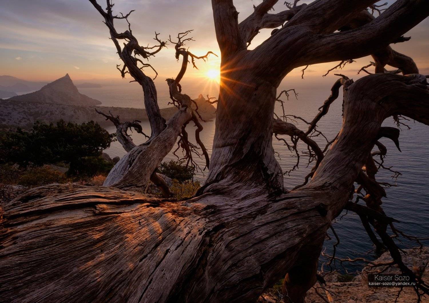 крым, капчик, мыс, можжевельник, сосна, дерево, ствол, рассвет, Kaiser Sozo