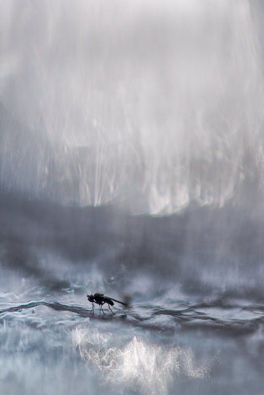 Замёрзший мух фото превью