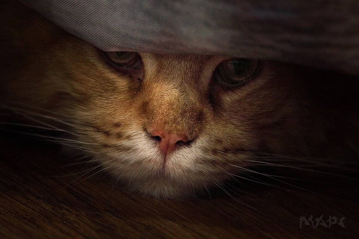 животные кот май-кун, Шангареев Марс