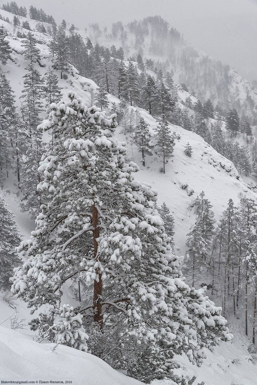 алтай, altai, сибирь, siberia, pavel filatov, павел филатов, сосны, снег, зима, Павел Филатов