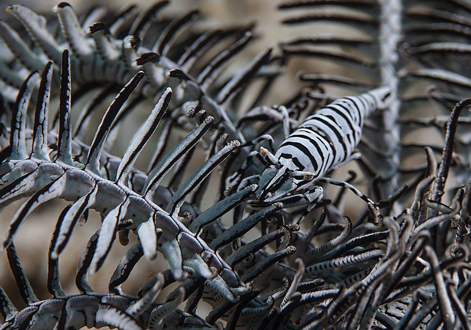 филиппины, криноидная креветка, Сергей Гаспарян