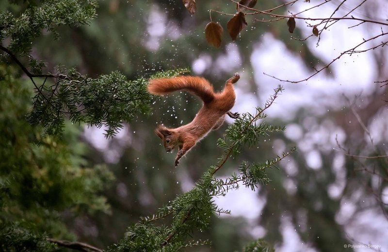 *** фото превью