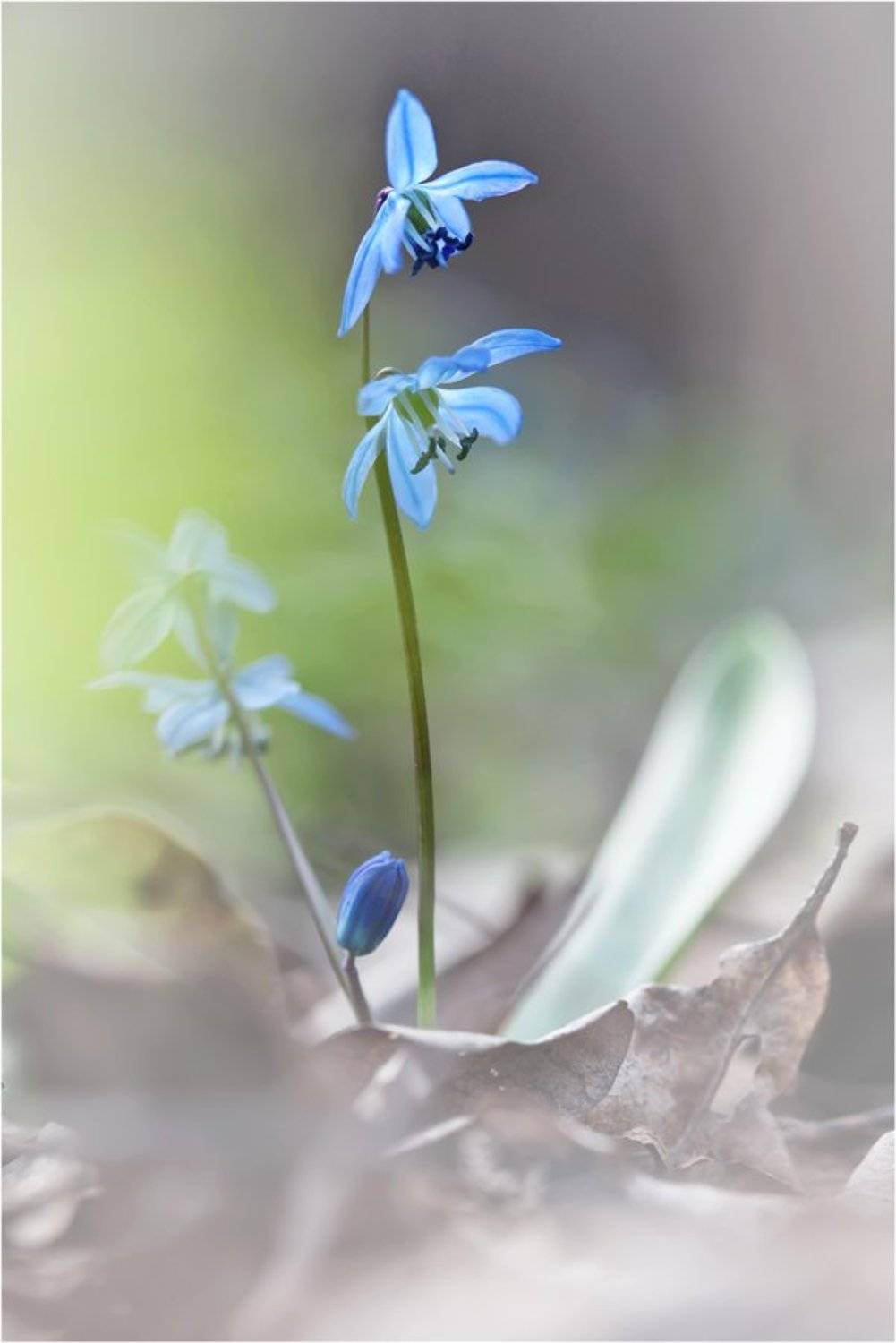 пролеска, Леонид