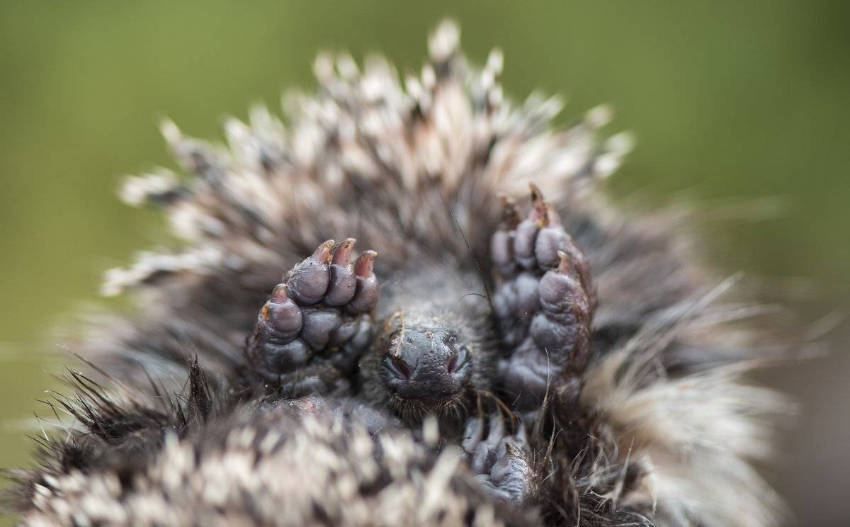 искать, Александр Маркелов