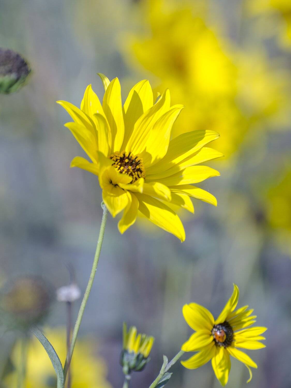 , Юрий Пужалин