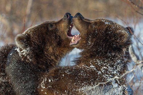 Мороз и солнце-2