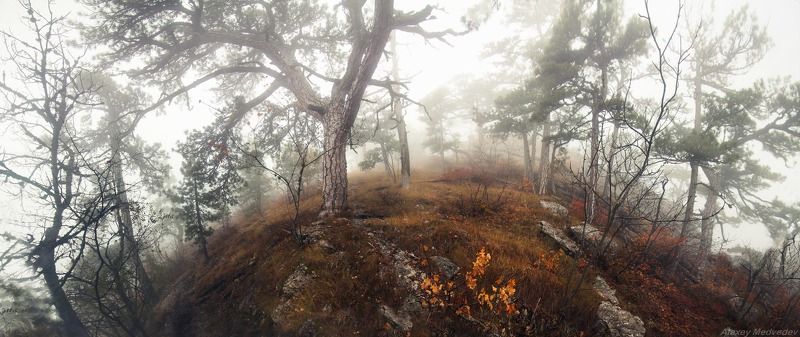 крым, горы, туман, мистика, облако, яйла, ай-петри, лес Лес Ай-Петринский фото превью