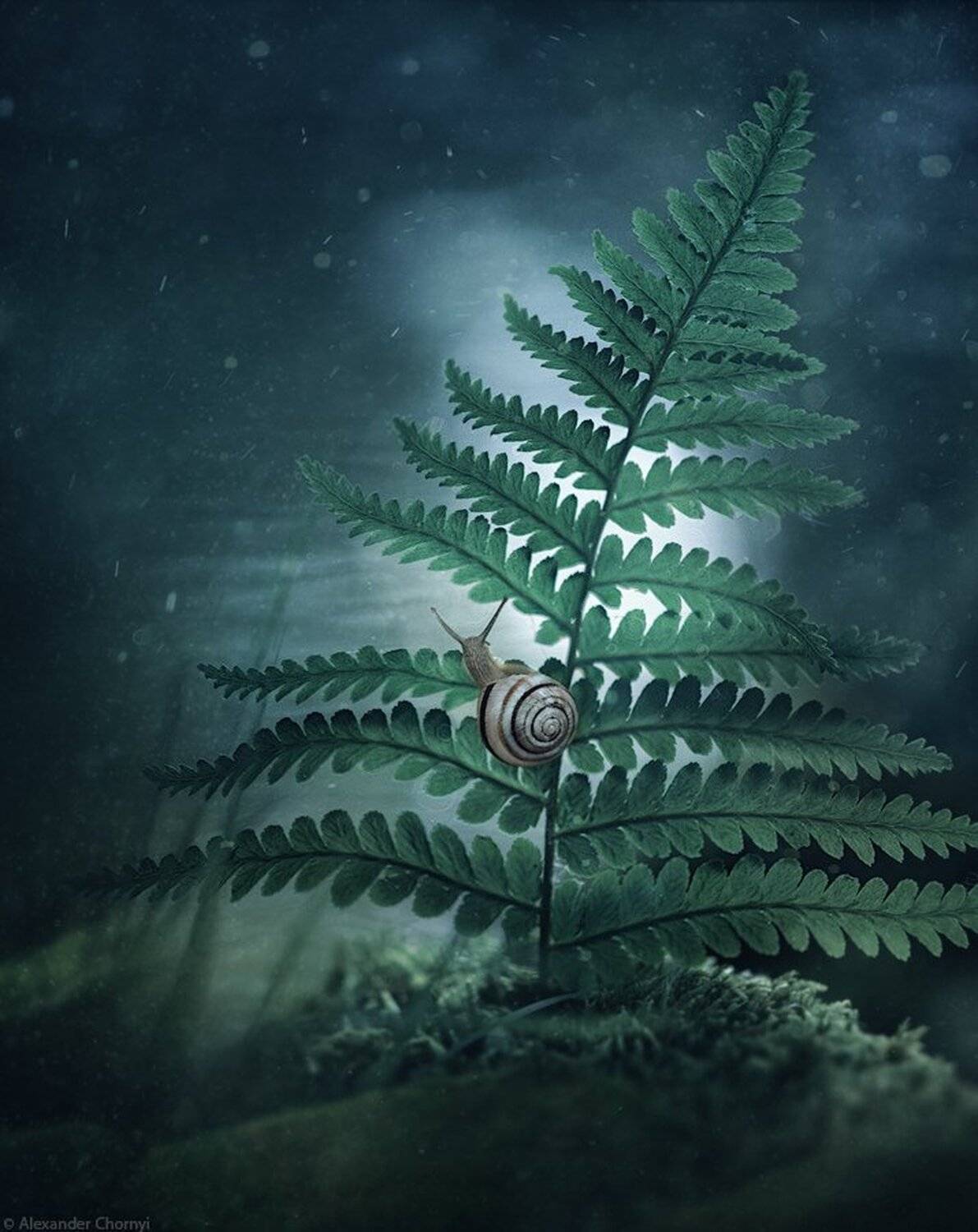 украина, коростышев, лето, лес, красота, макро, макро мир, природа, макро-красота,, Александр Чорный