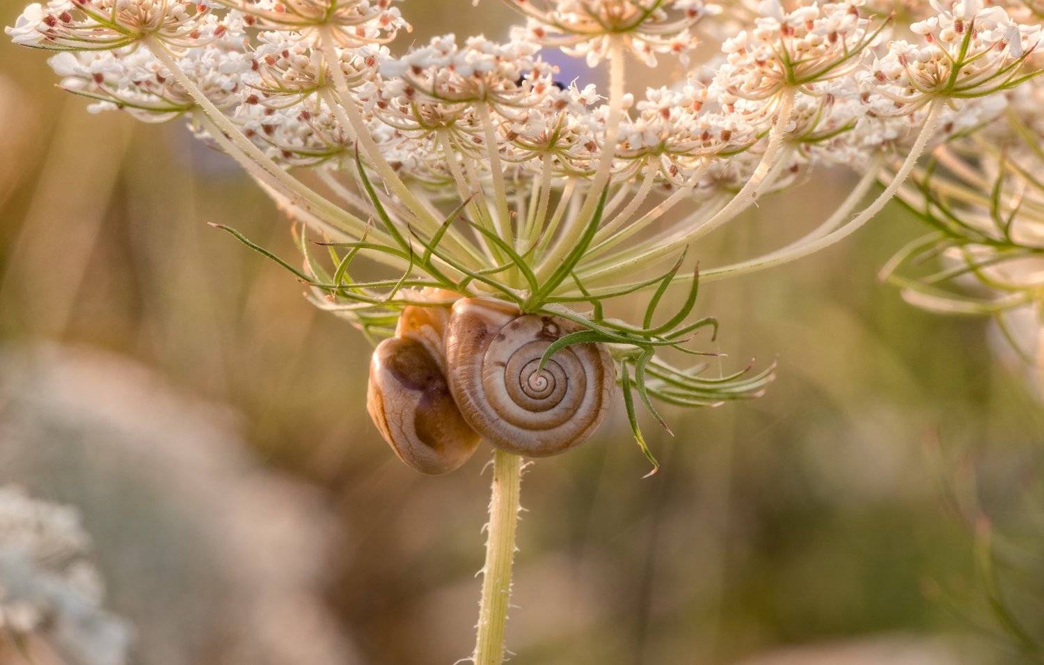 , Alexander Plekhanov