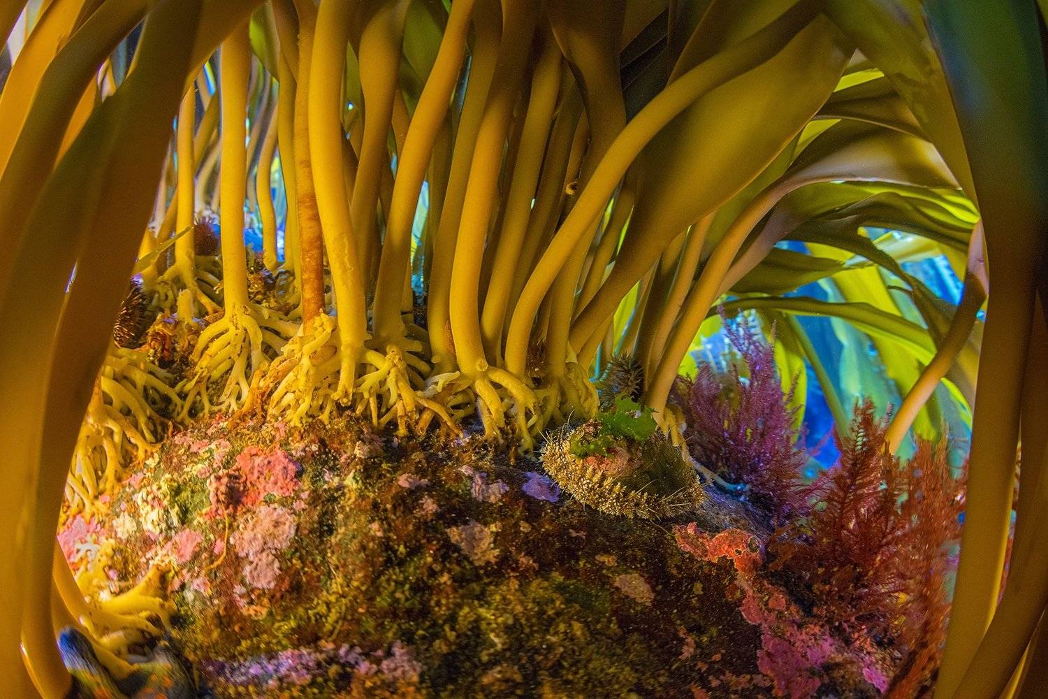 подводное фото, монерон, сахалин, underwater, Сергей Шанин