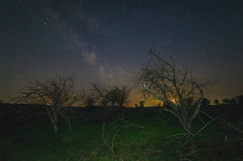 В заброшенном саду