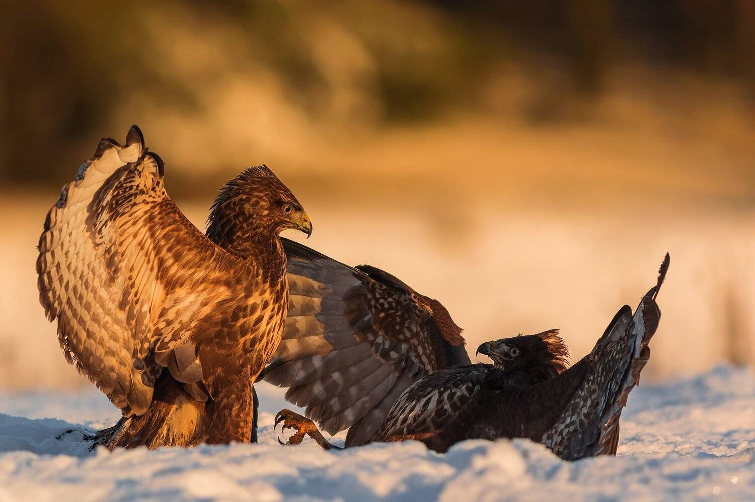, Łukasz Sok&oacute;ł