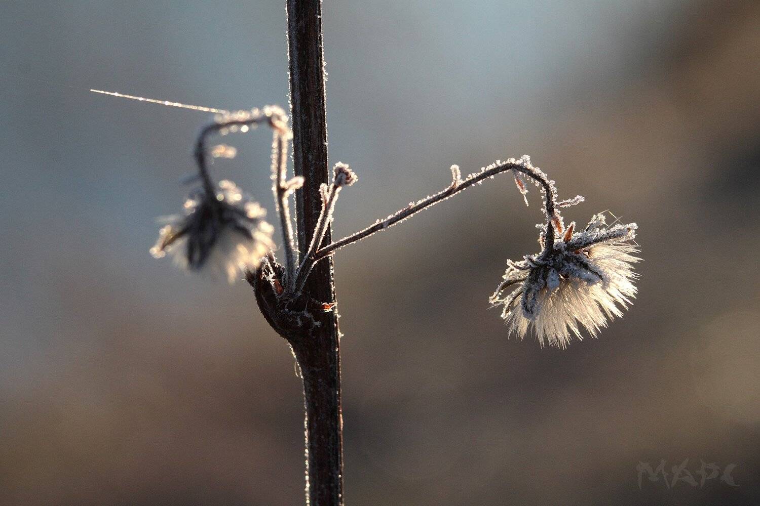макро иней солнце, Шангареев Марс