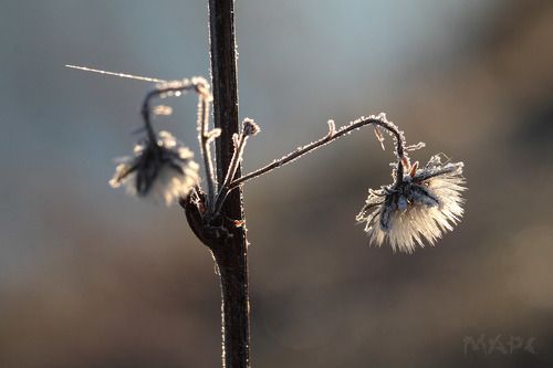 первый иней 2