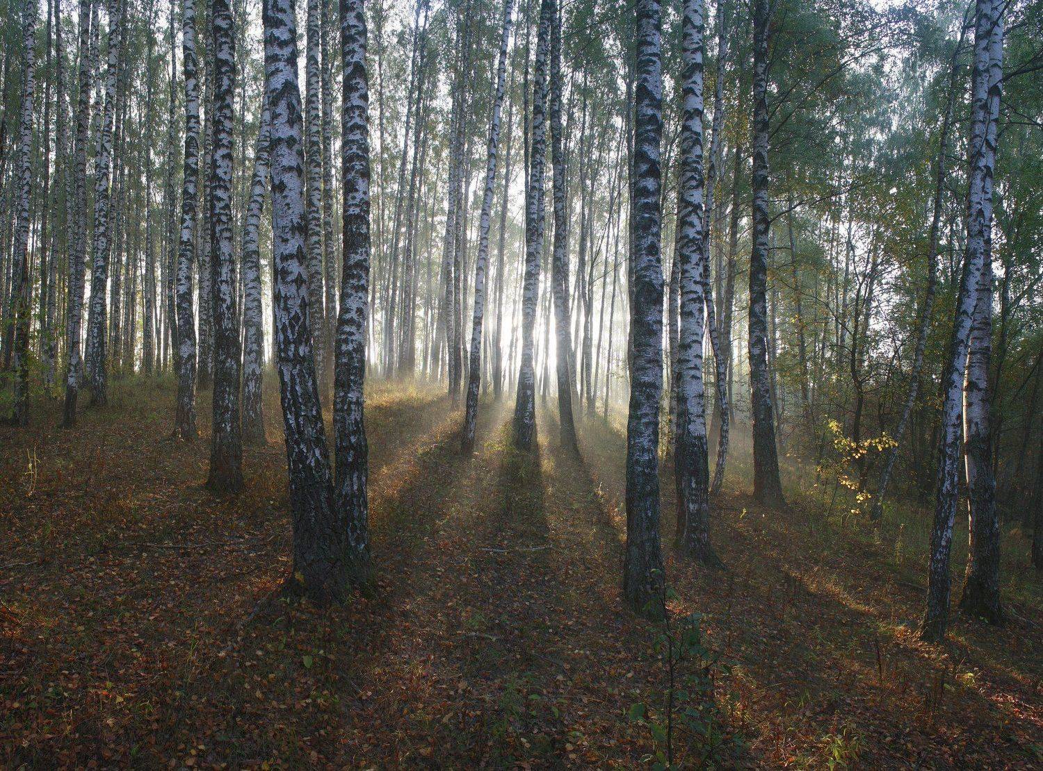 осень , лес , туман, Свистков Александр