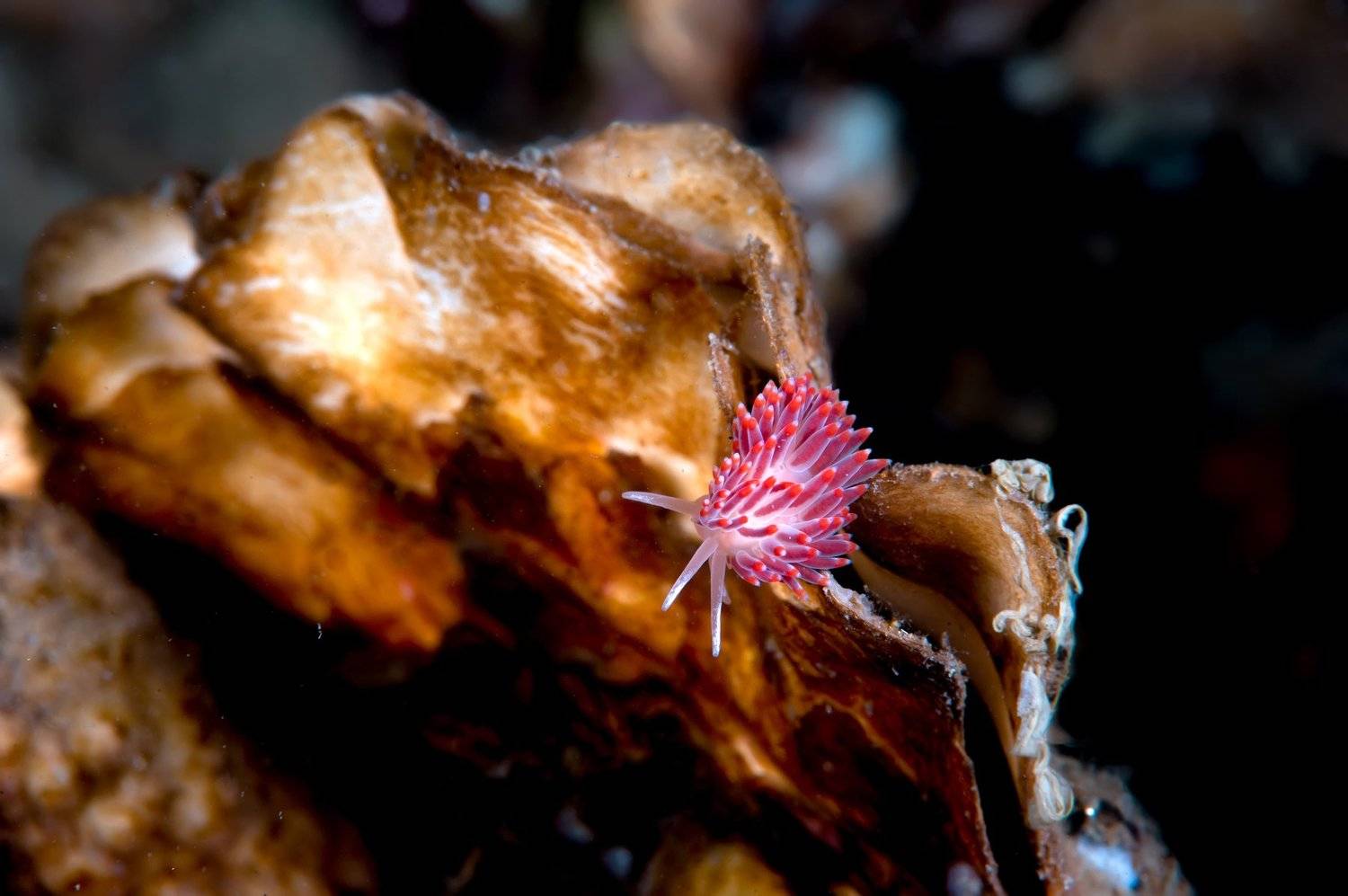 , Алексей Кондратюк