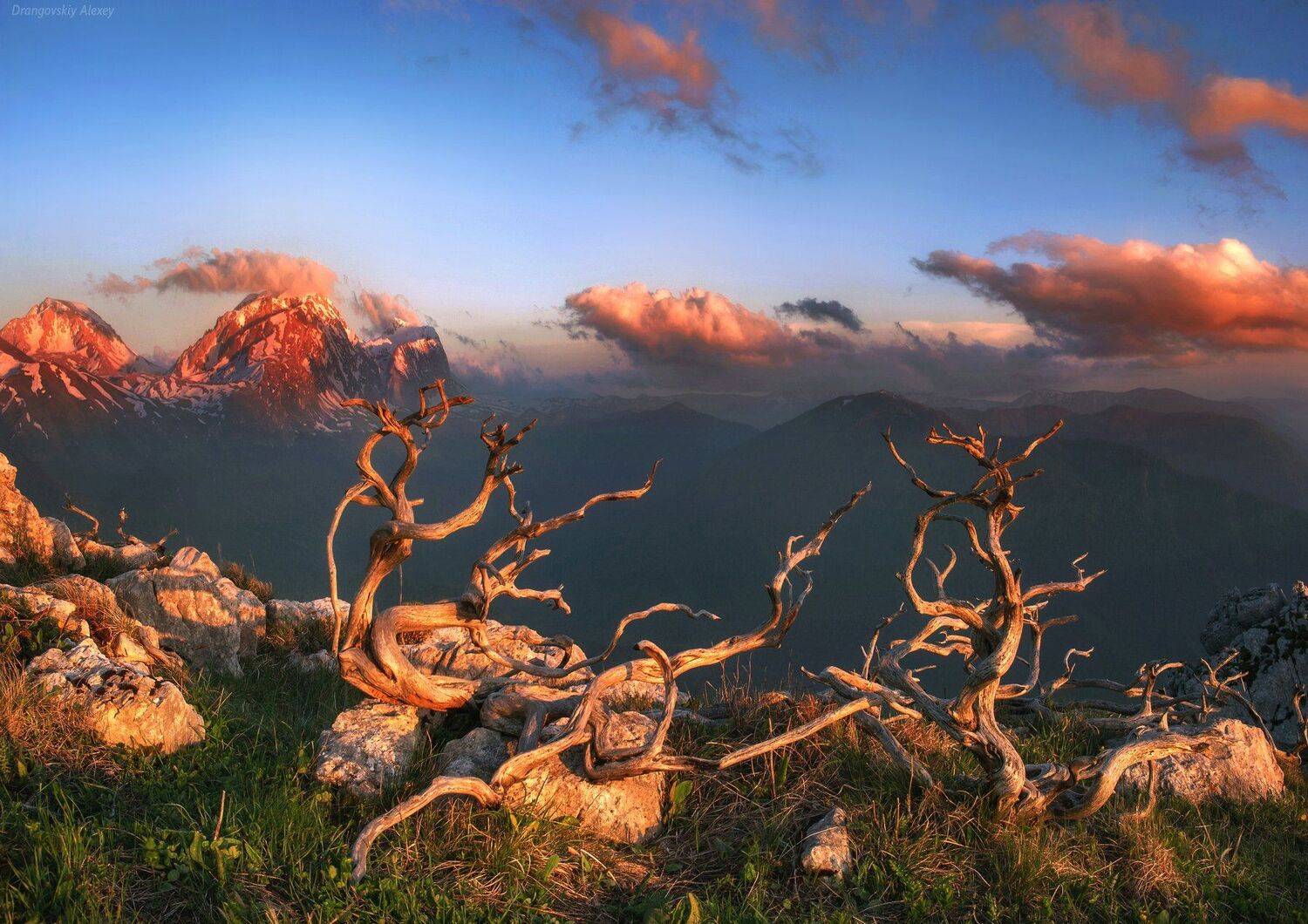 , Алексей Дранговский