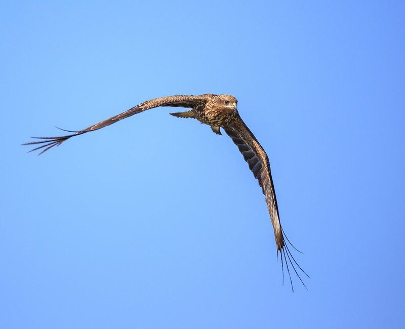 Красный коршун фото превью