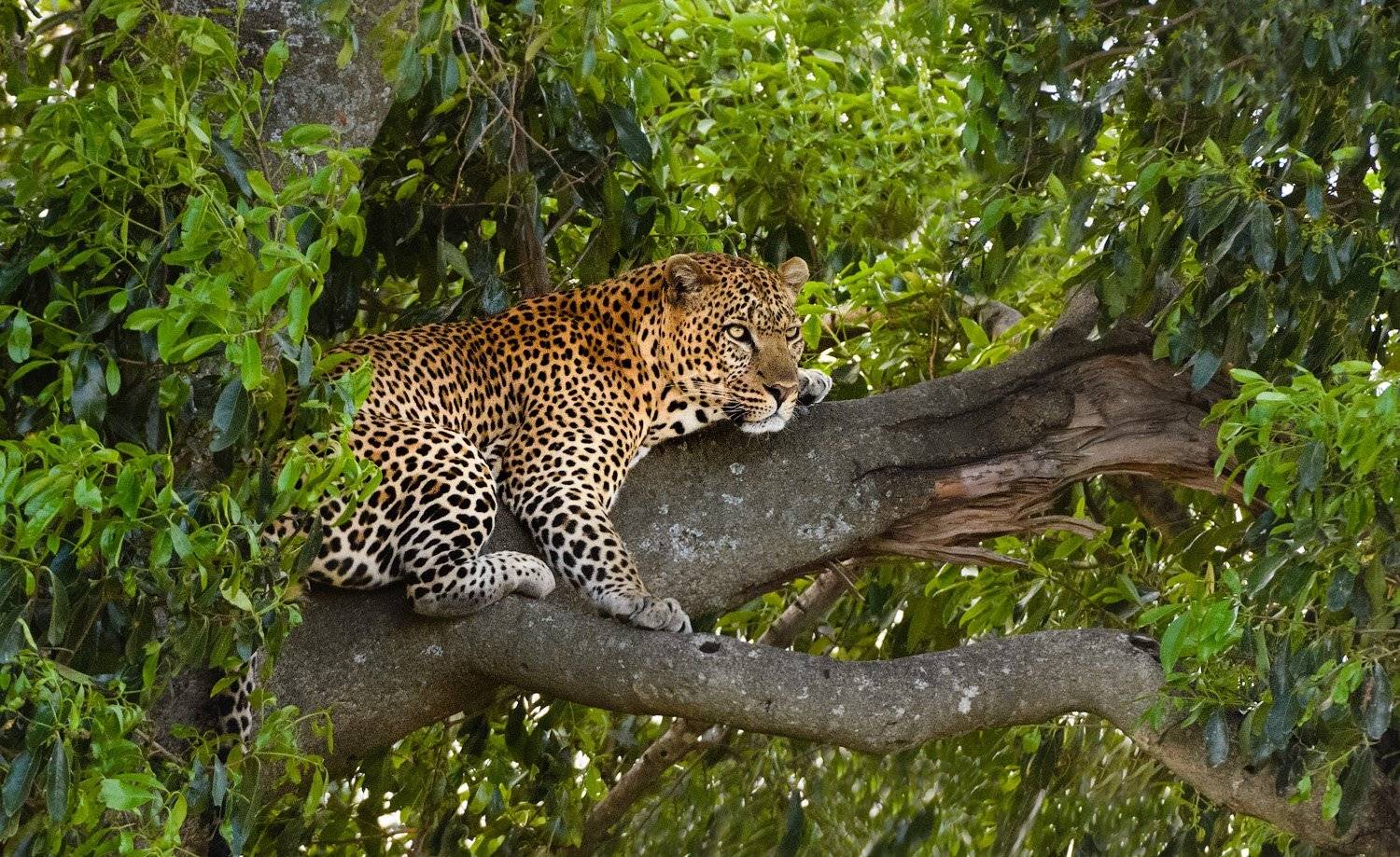 кения, Андрей Ведерников