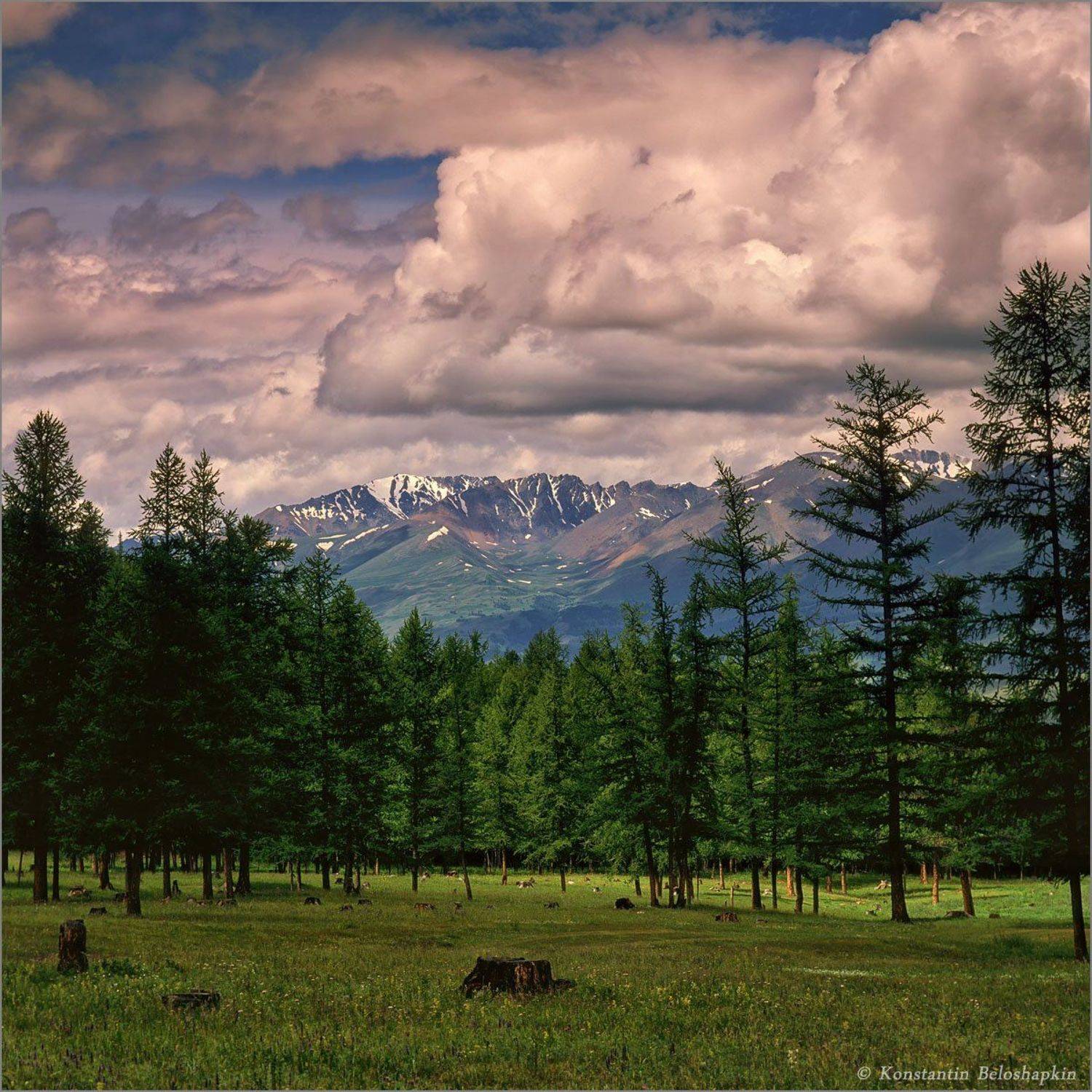 арталук, ортолык, Константин Белошапкин