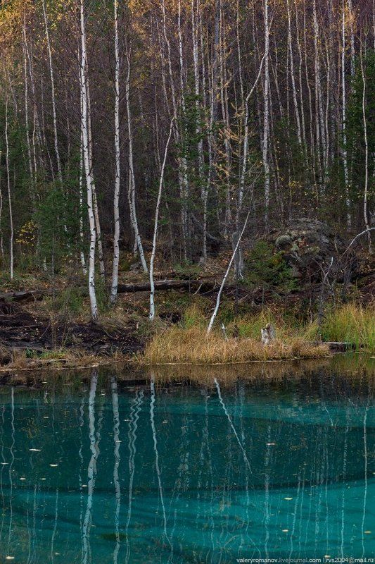 autumn, yellow, trees, russia, lake, red, forest, mountains, spring, water, blue, tree, beautiful, green, altai, россия, altay, алтай, береза Березовая роща на берегу Гейзерового озера фото превью