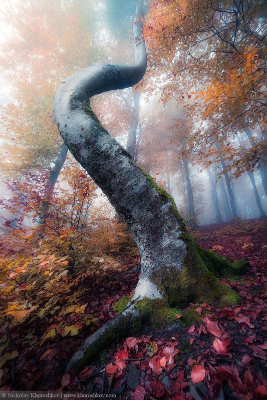 карпаты, украина, пейзаж, carpathian mountains, ukraine, Изгибы осеннего леса фото превью