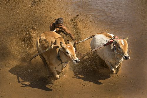 Traditional bull racing in Padang, Indonesia