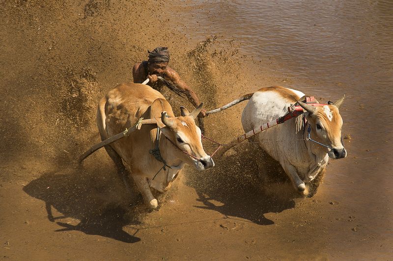 Traditional bull racing in Padang, Indonesia фото превью