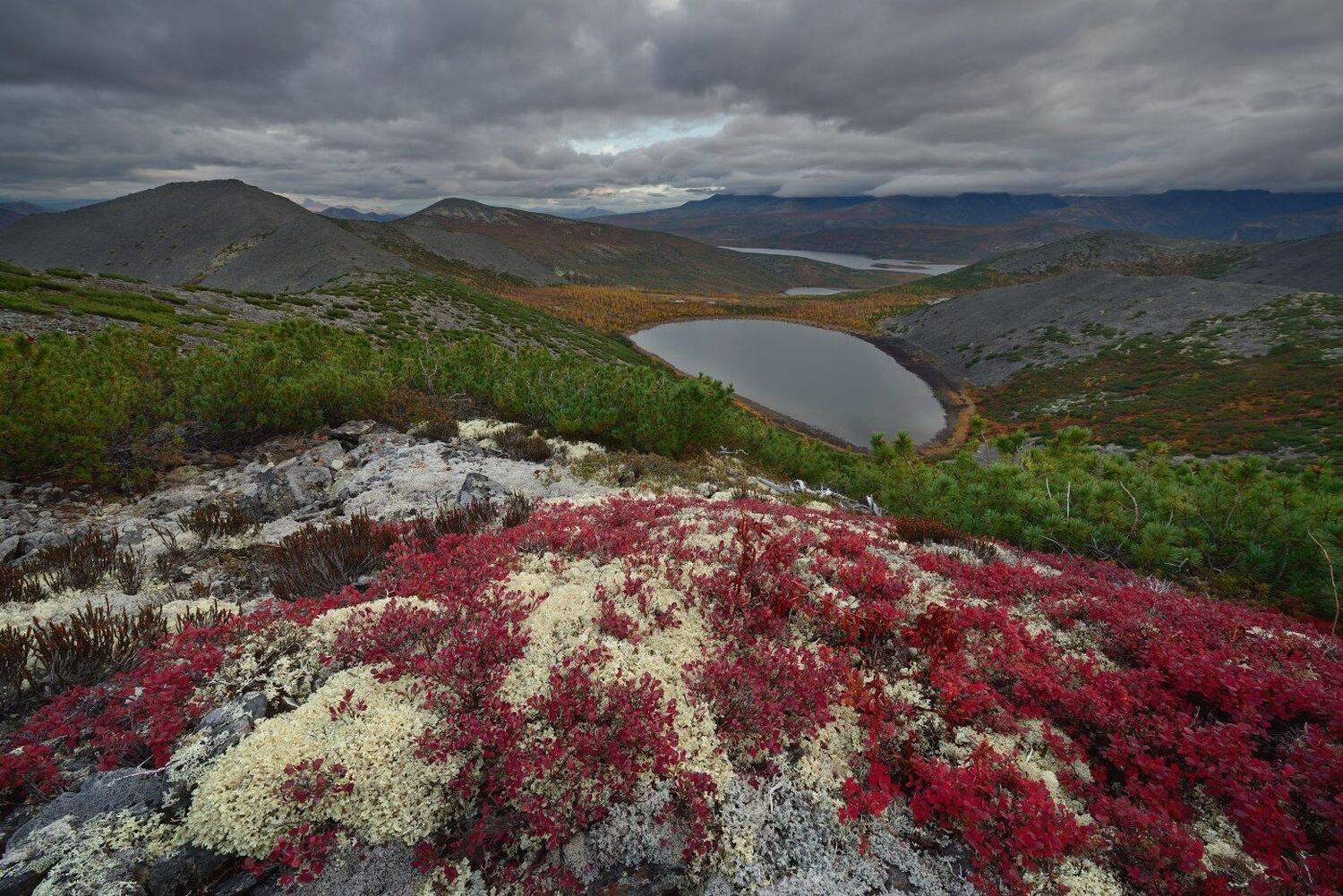 Анемон встречает осень. Автор: Максим Евдокимов ( www.wildphotorus.ru ) , Максим Евдокимов ( www.wildphotorus.ru )