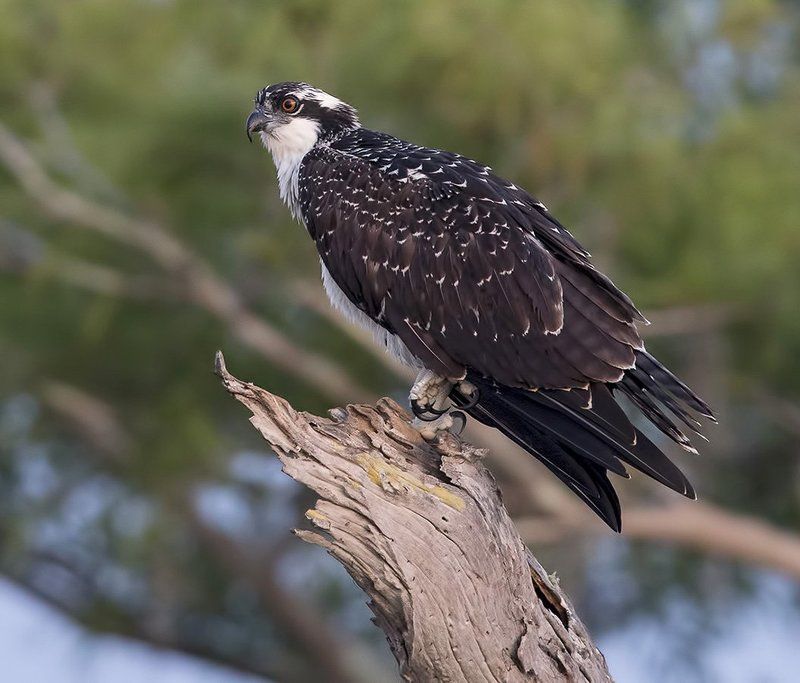 скопа, osprey, florida, флорида, хищные птицы Young Osprey - Скопа фото превью
