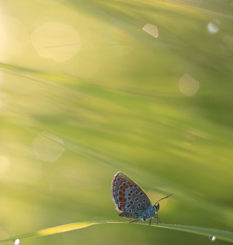 бабочка, лето, утро ***** фото превью