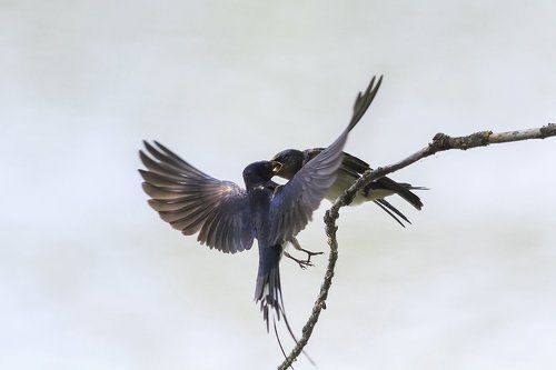 доставка прямо в рот