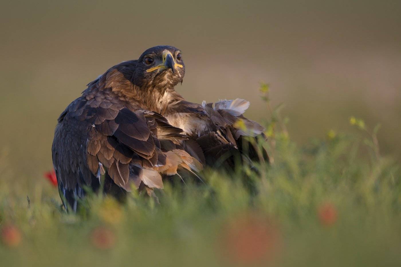 утро, Александр Маркелов