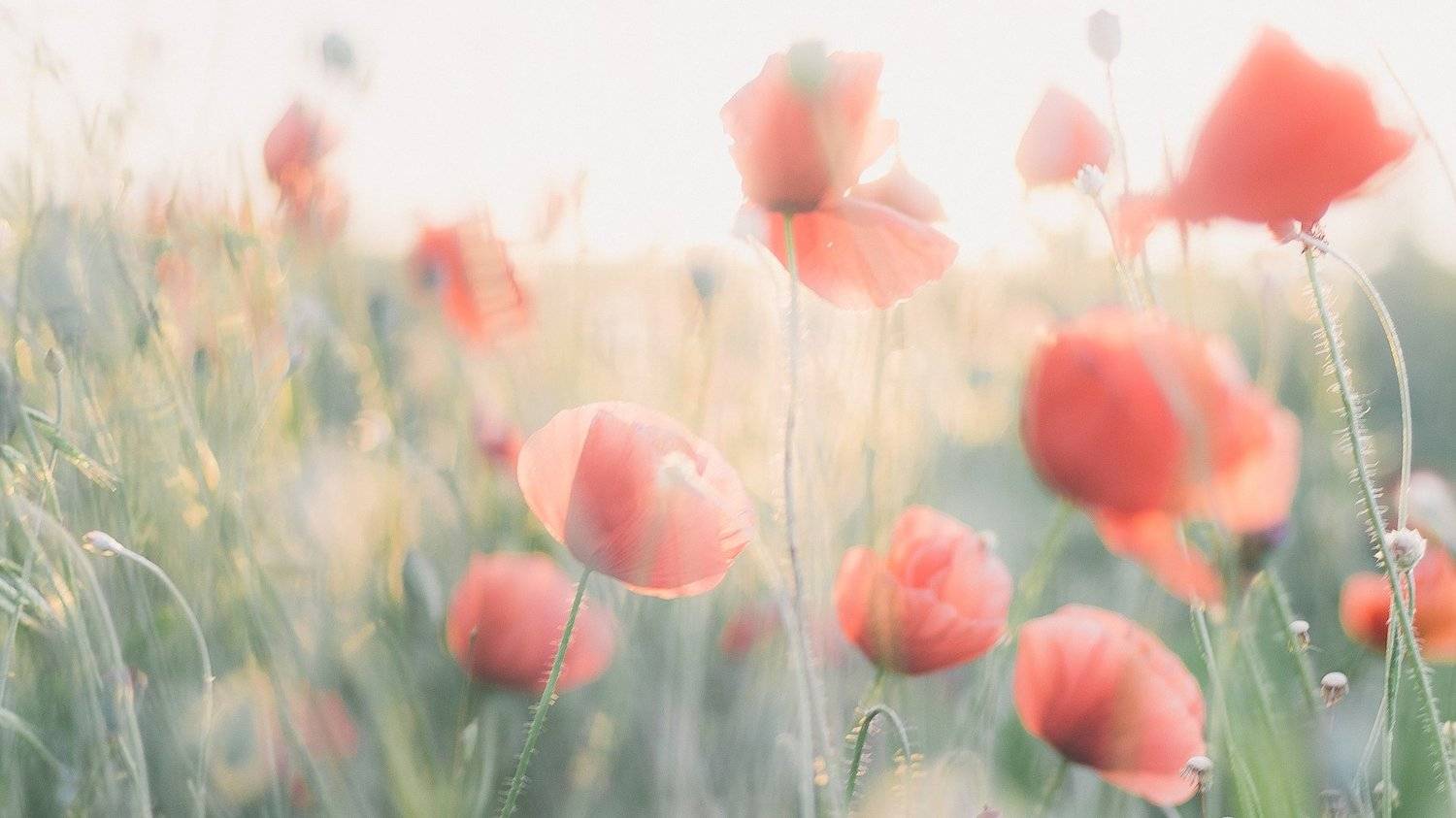 Маки Цветы , Александр Бондарев