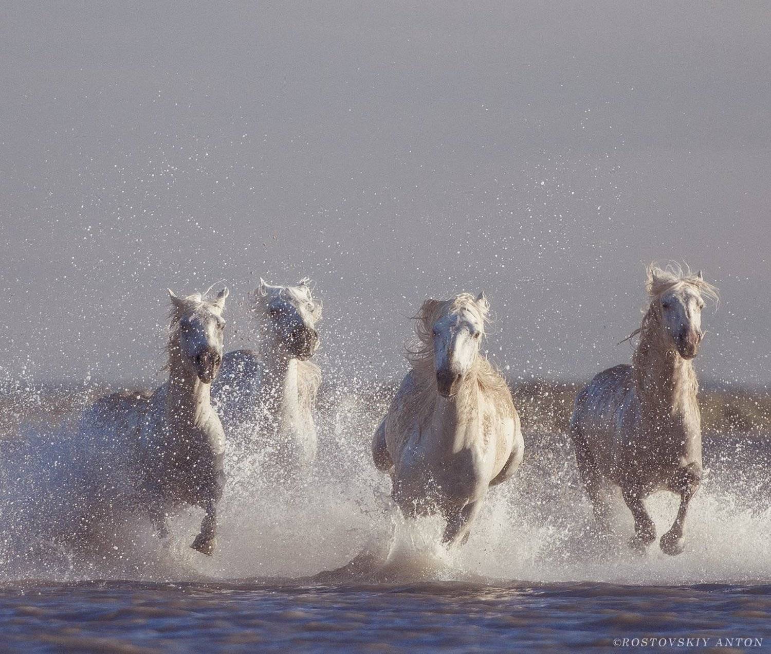 Камарг, Франция, фототур, кони, Антон Ростовский