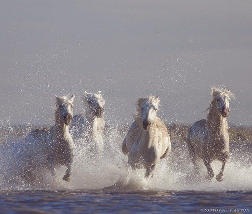 Камаргские жеребцы