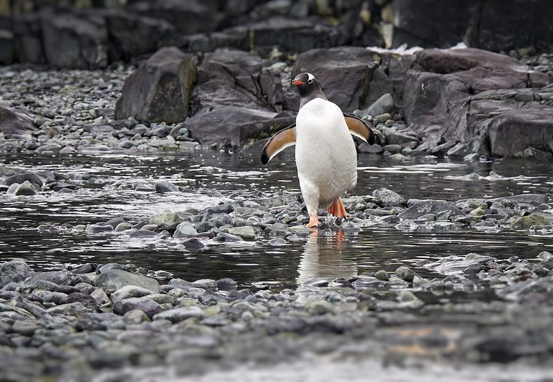 Antarctic, penguin, humour, rocks, ice, sea, ocean, cold, snow Пингвины - они как люди! фото превью