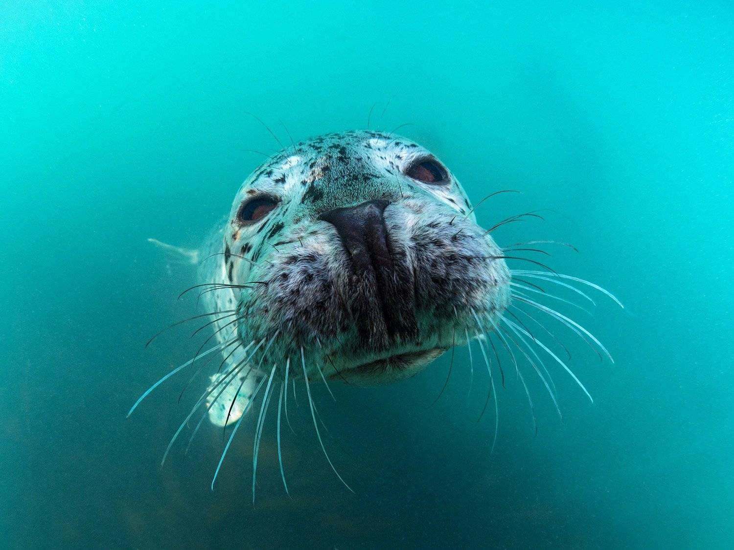 кунашир, курилы, Сергей Шанин