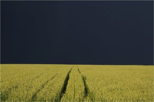 Хлебное поле перед грозой.