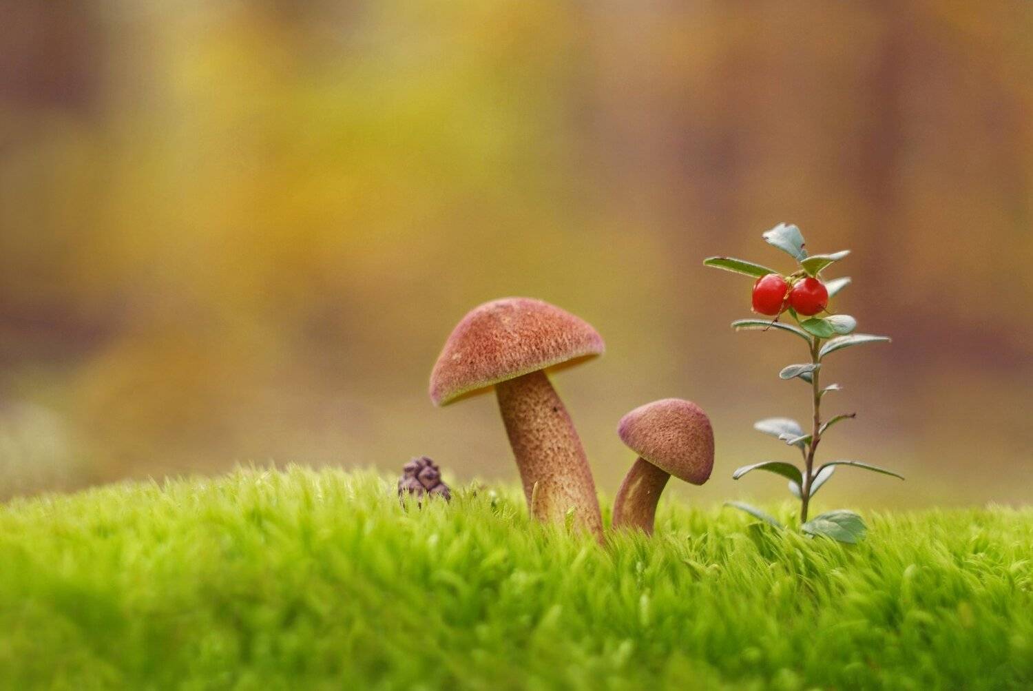 грибы, природа, гелиос, Александр Гвоздь