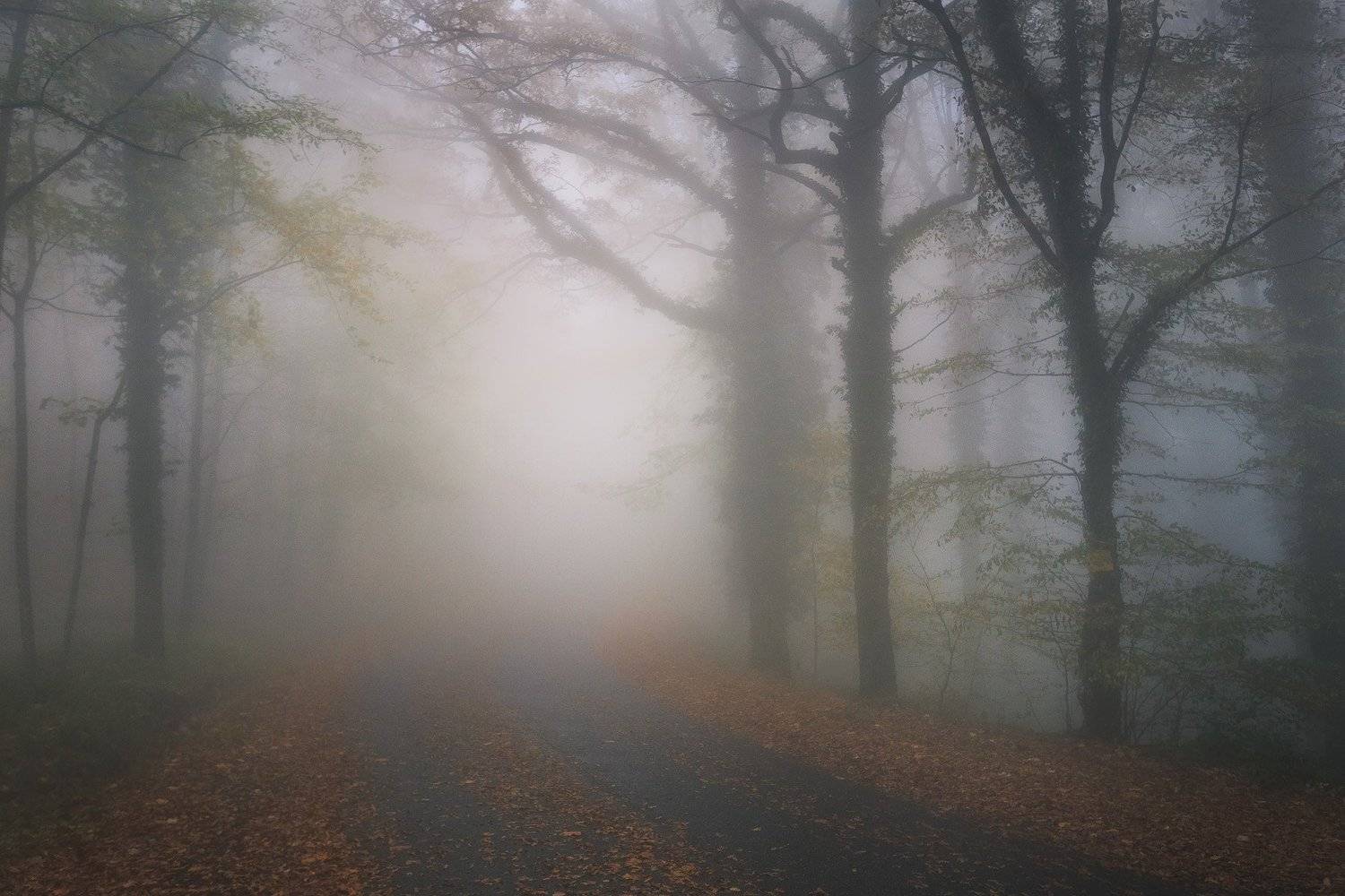 , Дмитрий Купрацевич