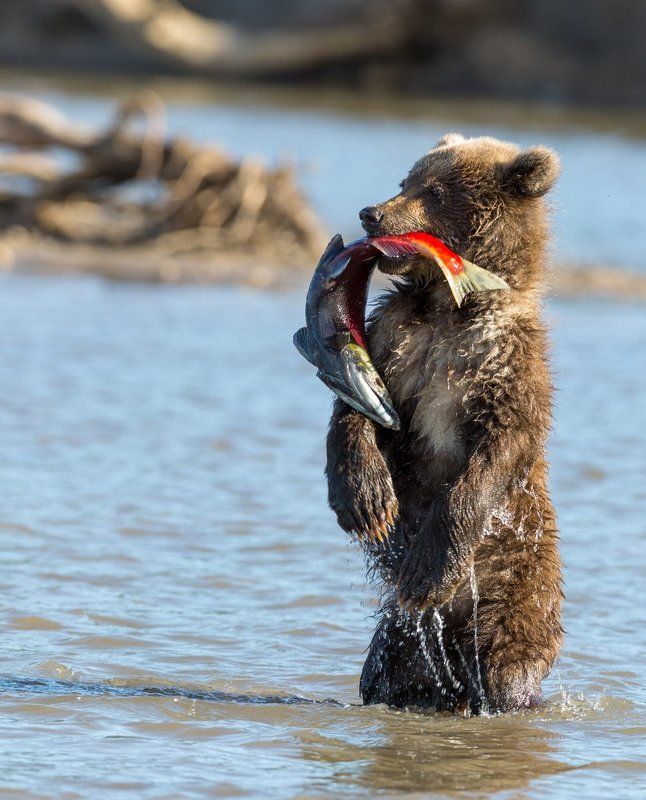 Камчатка, медведи Вот она рыба моей мечты!!!! фото превью