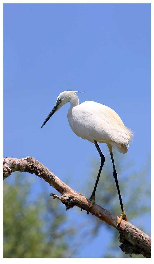 , Георги Славов