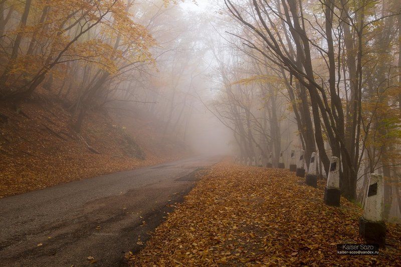 крым, ай-петри, бахчисарай, буковый лес, бук, деревья, туман, дорога, листва, осень Следуя за белым кроликом фото превью