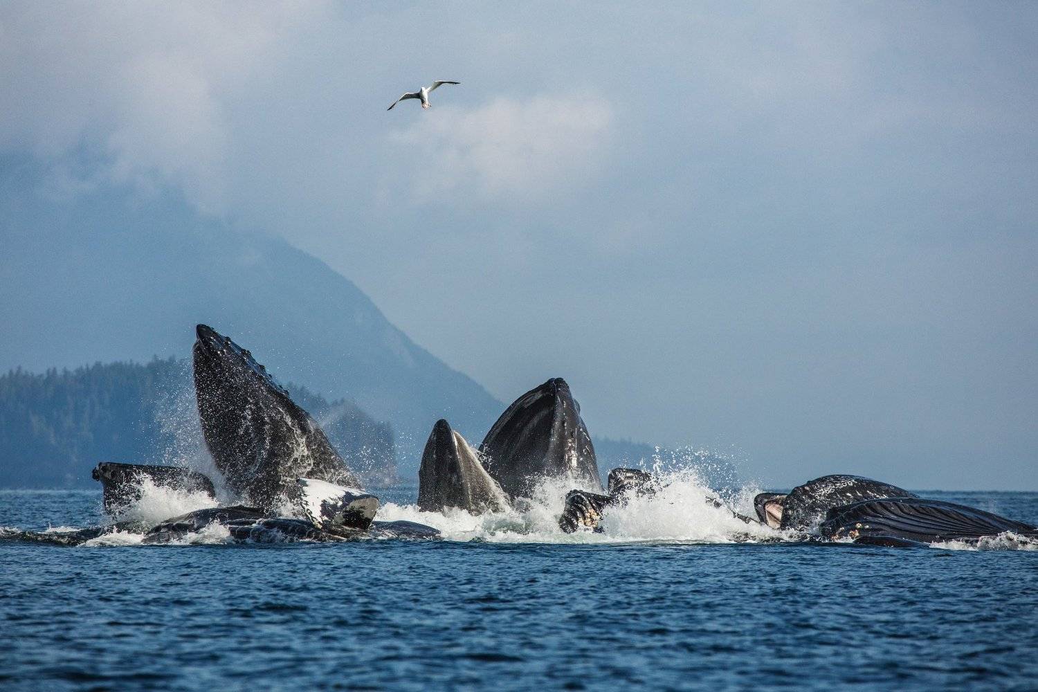 аляска, горбатые киты, Алексей Сулоев