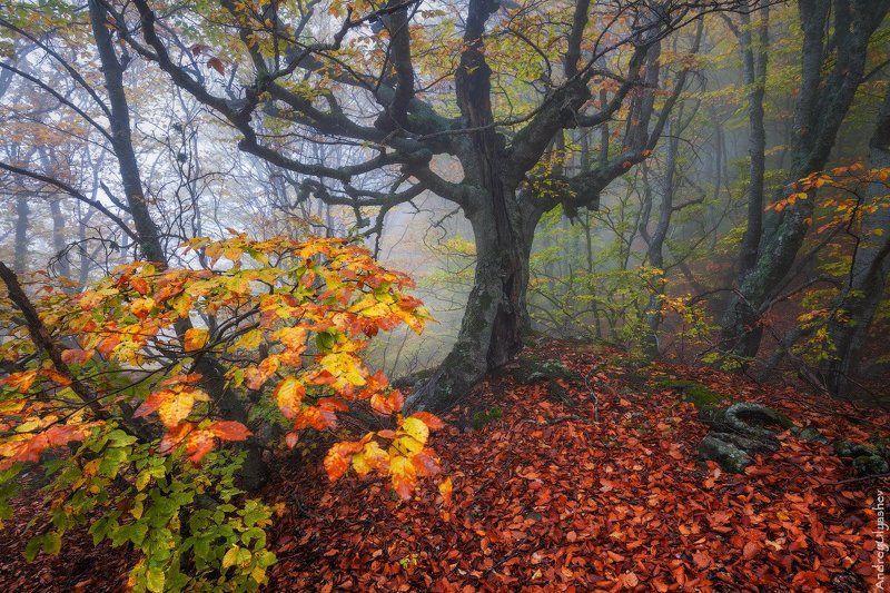 крым демерджи осень лес туман * * * фото превью