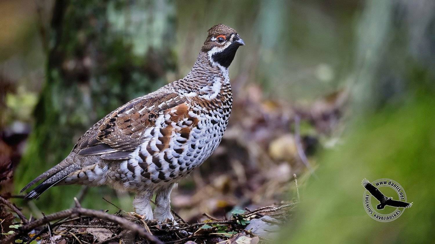 рябчик, bonasa bonasia, hazel grouse, Eugenijus Kavaliauskas