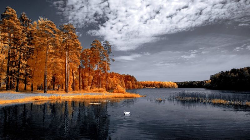 Весенний заплыв. Инфракрасная фотография. фото превью